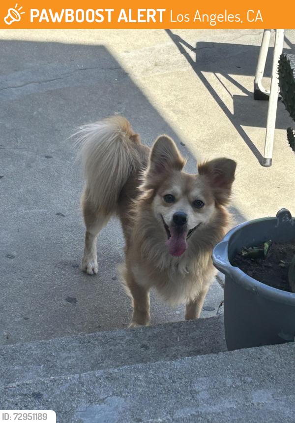 Found/Stray Male Dog last seen hse, Los Angeles, CA 90044
