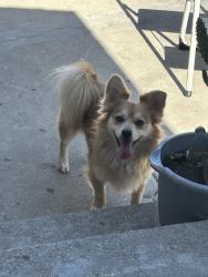 Found/Stray Male Dog last seen hse, Los Angeles, CA 90044
