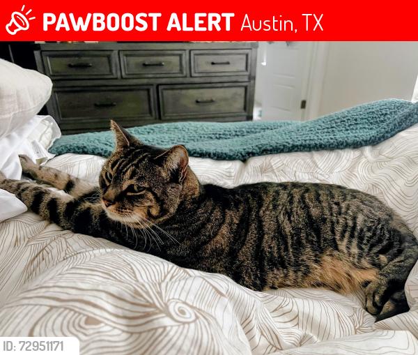 Lost Male Cat last seen Frate Barker and Manchaca, Austin, TX 78748