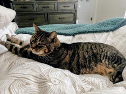 Lost Male Cat last seen Frate Barker and Manchaca, Austin, TX 78748