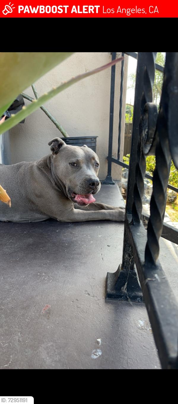 Lost Female Dog last seen 47th st Los Angeles , Los Angeles, CA 90011