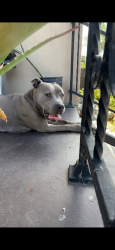 Lost Female Dog last seen 47th st Los Angeles , Los Angeles, CA 90011