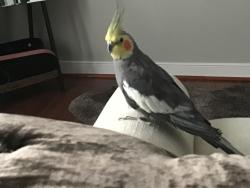 Lost Male Bird last seen Na, Henrico County, VA 23060