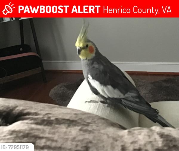 Lost Male Bird last seen Na, Henrico County, VA 23060