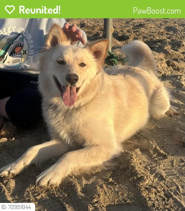 Reunited Female Dog last seen Barberton and 24th st or Barberton and Old Virginia Beach Blvd , Virginia Beach, VA 23451