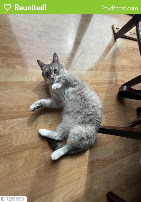 Reunited Male Cat last seen Hillvale Trail N , Oakdale, MN 55128