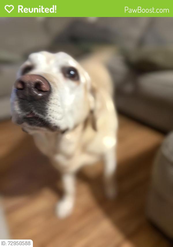 Reunited Female Dog last seen Neighborhood behind Barnes & nobles, Las Vegas, NV 89117