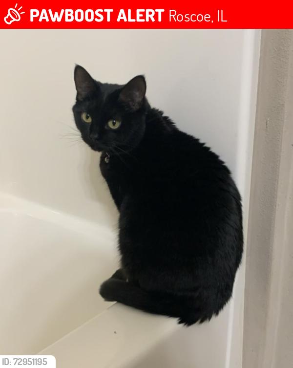 Lost Female Cat last seen Roscoe Rd, Roscoe, IL 61073