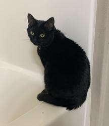 Lost Female Cat last seen Roscoe Rd, Roscoe, IL 61073