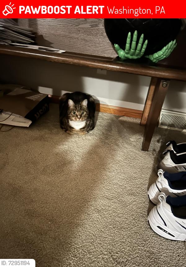 Lost Male Cat last seen Web drive and McElree , Washington, PA 15301