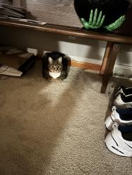 Lost Male Cat last seen Web drive and McElree , Washington, PA 15301
