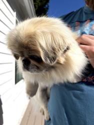 Reunited Unknown Dog last seen 41st & Thistle, Seattle, WA 98136