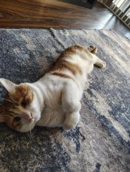 Lost Male Cat last seen City park, Kansas City, KS 66102
