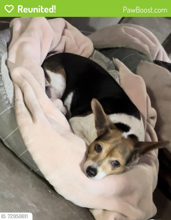Reunited Male Dog last seen San Mateo & Kathryn area  Albuquerque NM , Albuquerque, NM 87108