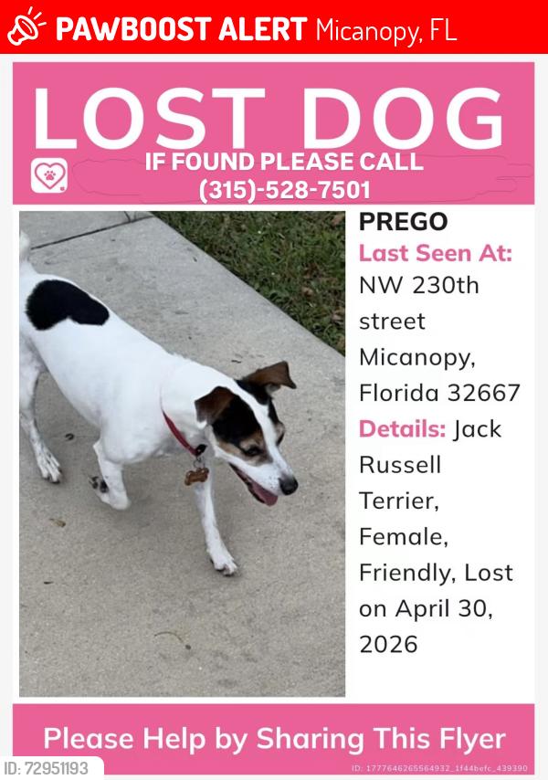 Lost Female Dog last seen Near NW 230th Street, Micanopy, FL 32667