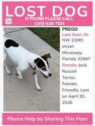 Lost Female Dog last seen Near NW 230th Street, Micanopy, FL 32667
