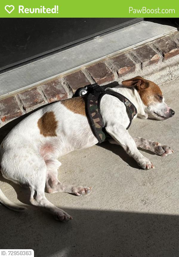 Reunited Male Dog last seen Honolulu Pl, Broken Arrow, OK 74012