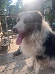 Reunited Male Dog last seen near junction station gas station , Jacksonville, AR 72076