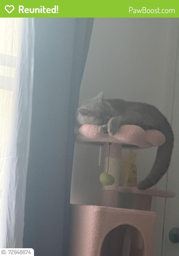Reunited Female Cat last seen 15th street , Garden City, NY 11530