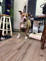 Found/Stray Female Dog last seen Spur 164 Tyler Tx, Tyler, TX 75709