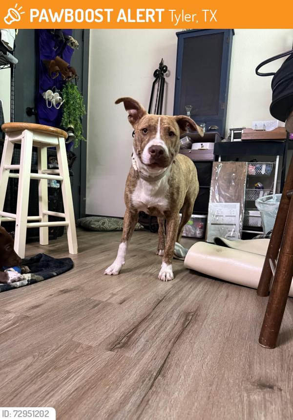 Found/Stray Female Dog last seen Spur 164 Tyler Tx, Tyler, TX 75709