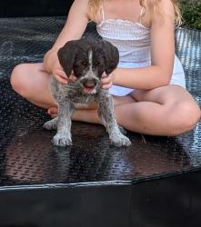 Reunited Female Dog last seen Cameron Rd/Little Rockfish Creek, Hope Mills, NC 28348