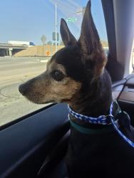 Reunited Male Dog last seen Bushwillow Way Main Street, Piru, CA 93040