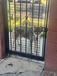 Found/Stray Male Dog last seen Denker & 59th pl, Los Angeles, CA 90047
