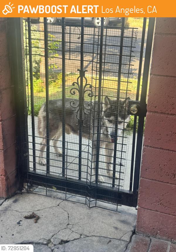 Found/Stray Male Dog last seen Denker & 59th pl, Los Angeles, CA 90047