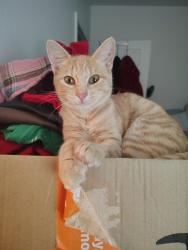 Lost Female Cat last seen Harden Parkway, Salinas, CA 93906
