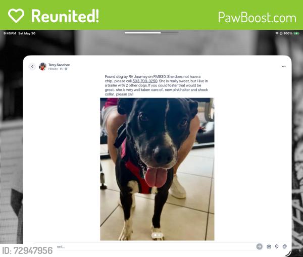 Reunited Female Dog last seen Near FM 830, Willis, TX 77318