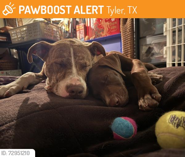 Found/Stray Male Dog last seen Spur 164, Tyler, TX 75709