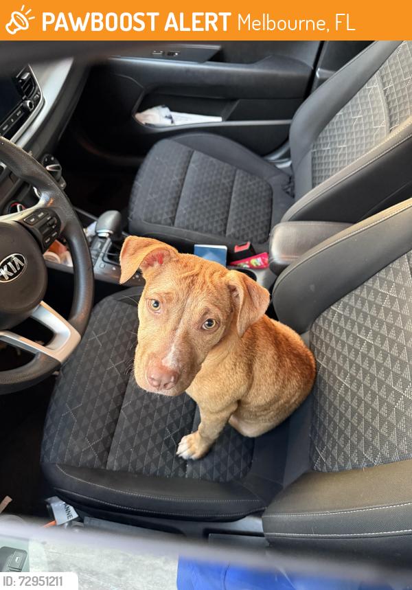 Found/Stray Female Dog last seen Eau gallie blvd, Melbourne, FL 32935