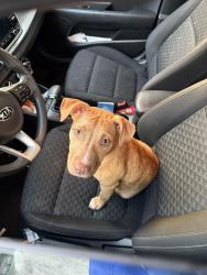 Found/Stray Female Dog last seen Eau gallie blvd, Melbourne, FL 32935
