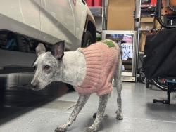 Found/Stray Unknown Dog last seen Diamond Street, San Francisco, CA 94114