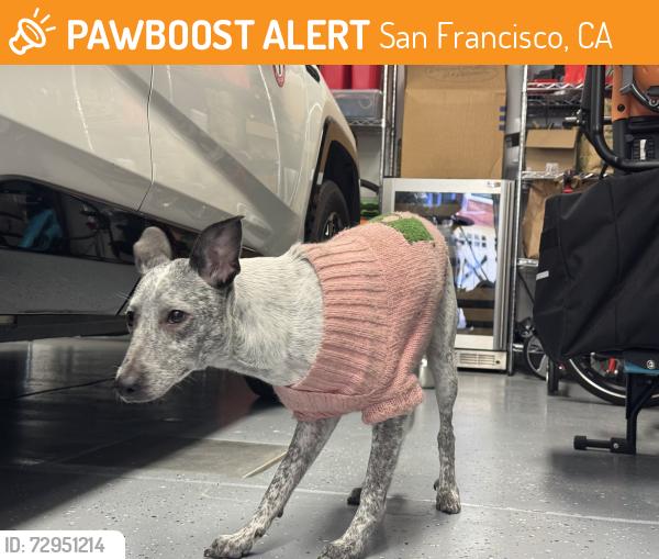 Found/Stray Unknown Dog last seen Diamond Street, San Francisco, CA 94114