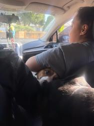Reunited Male Dog last seen Near home , Reno, NV 89512