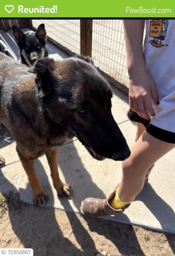 Reunited Male Dog last seen 88th Street , Vancouver, WA 98661