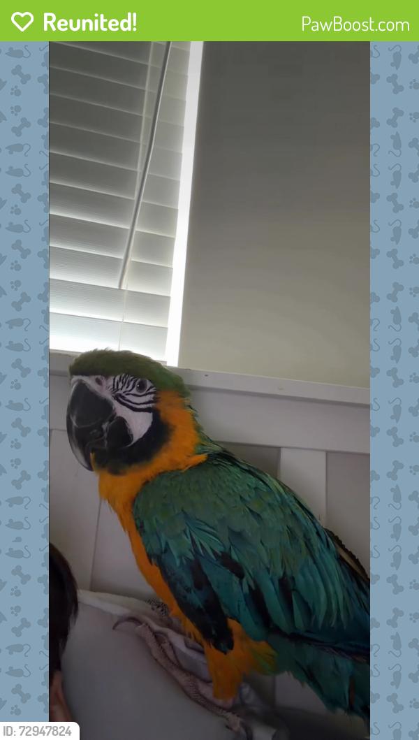 Reunited Female Bird last seen Old Town Bowie, Bowie, MD 20720