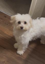 Lost Female Dog last seen Laverne , Tn, Nashville, TN 37013