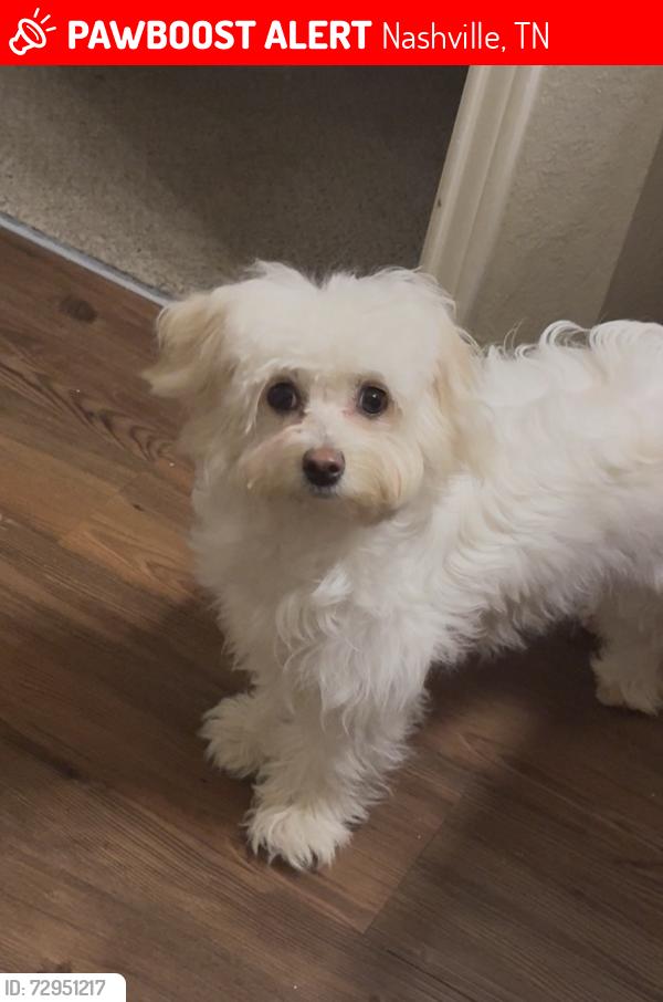 Lost Female Dog last seen Laverne , Tn, Nashville, TN 37013