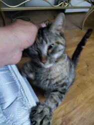Lost Unknown Cat last seen Carmichael ca , Carmichael, CA 95609