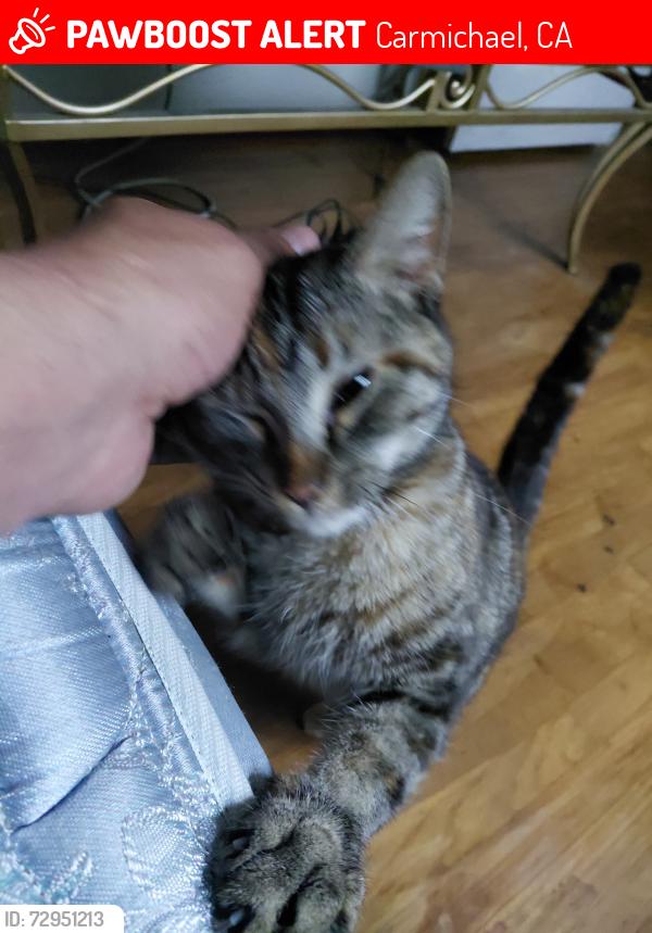Lost Unknown Cat last seen Carmichael ca , Carmichael, CA 95609