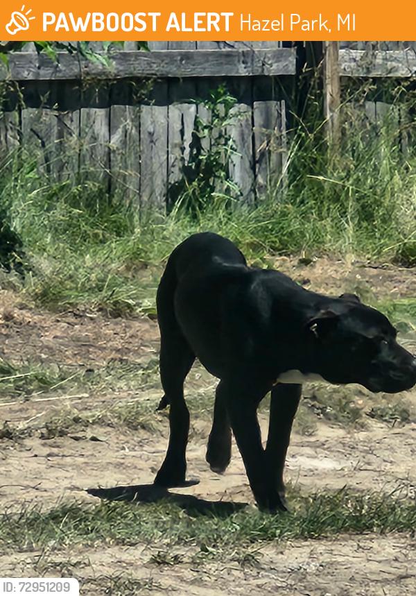 Found/Stray Male Dog last seen N of 8 Mile W of I-75, Hazel Park, MI 48030