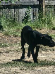 Found/Stray Male Dog last seen N of 8 Mile W of I-75, Hazel Park, MI 48030