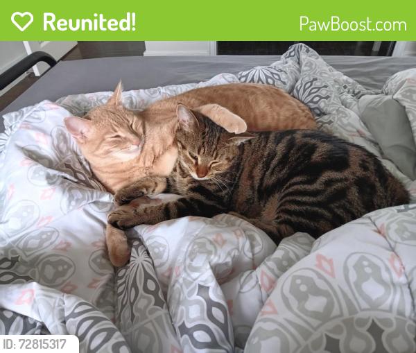 Reunited Unknown Cat last seen Pine ave  and park road, Oshawa, ON 