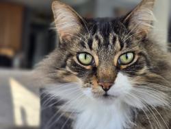 Lost Male Cat last seen Lakeland Ct and Lakewood Dr, Columbus, OH 43231