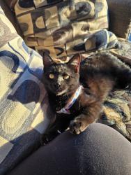 Lost Female Cat last seen Topaz Park, Victorville, CA 92392