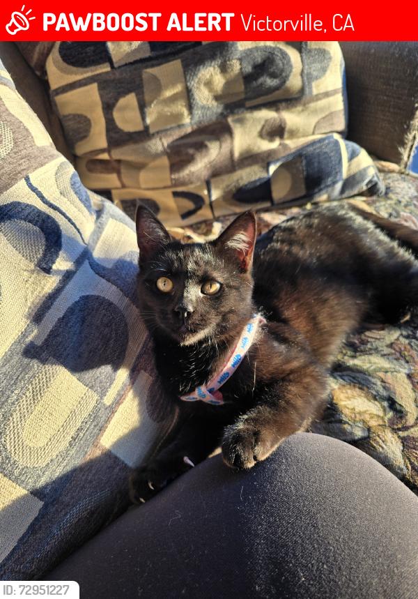 Lost Female Cat last seen Topaz Park, Victorville, CA 92392