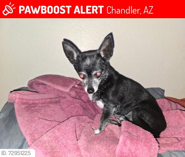 Lost Female Dog last seen W Eliot , Chandler, AZ 85225